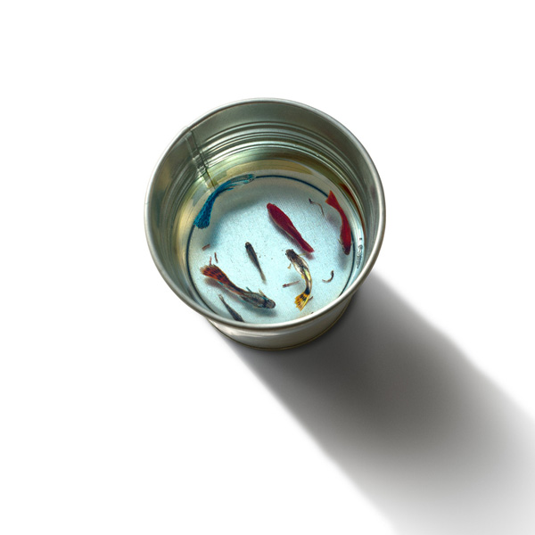 3D-Fish-Paintings_06