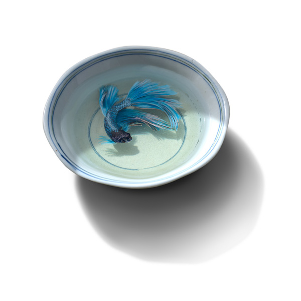 3D-Fish-Paintings_08