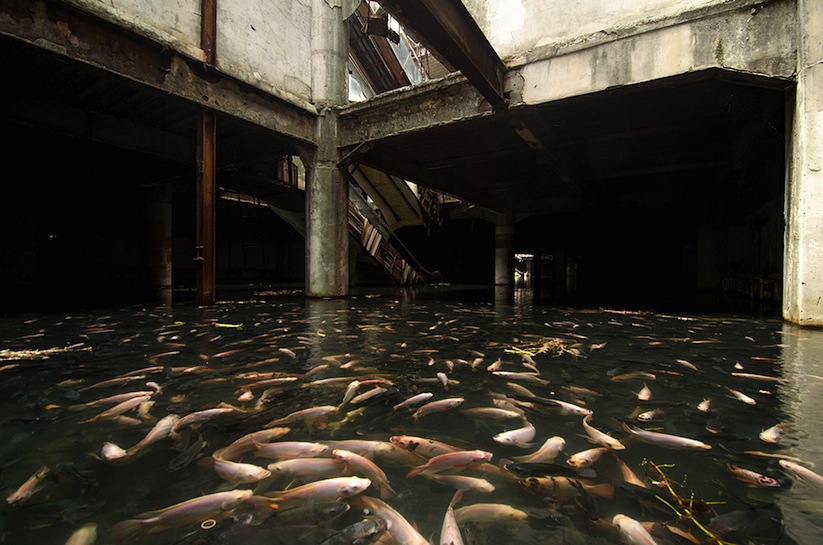 Abandoned_Shopping_Mall_In_Bangkok_Has_Been_Taken_Over_By_Fish_2014_02