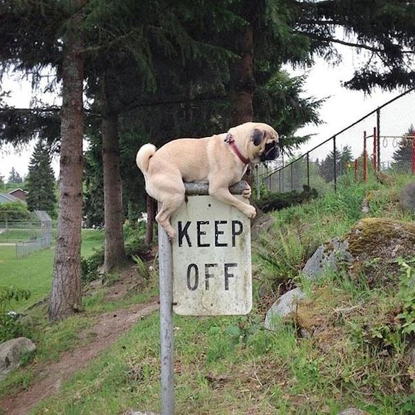 First_World_Anarchists_21