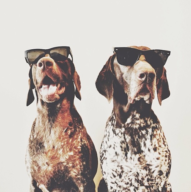 Gus_and_Travis_Dogs_01