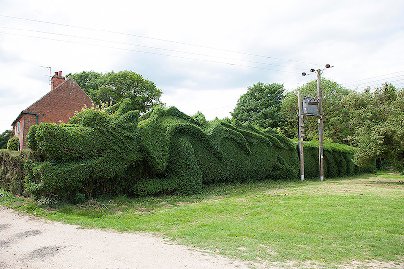 JohnBrooker_hedge_dragon_06