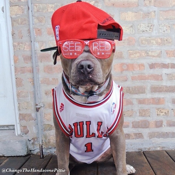 Meet_Chango_The_Swaggiest_And_Most_Handsome_Pit_Bull_On_Instagram_2014_01