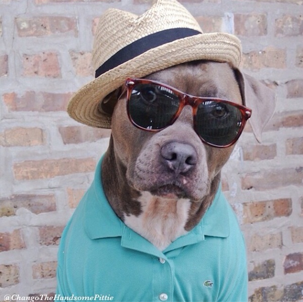 Meet_Chango_The_Swaggiest_And_Most_Handsome_Pit_Bull_On_Instagram_2014_02