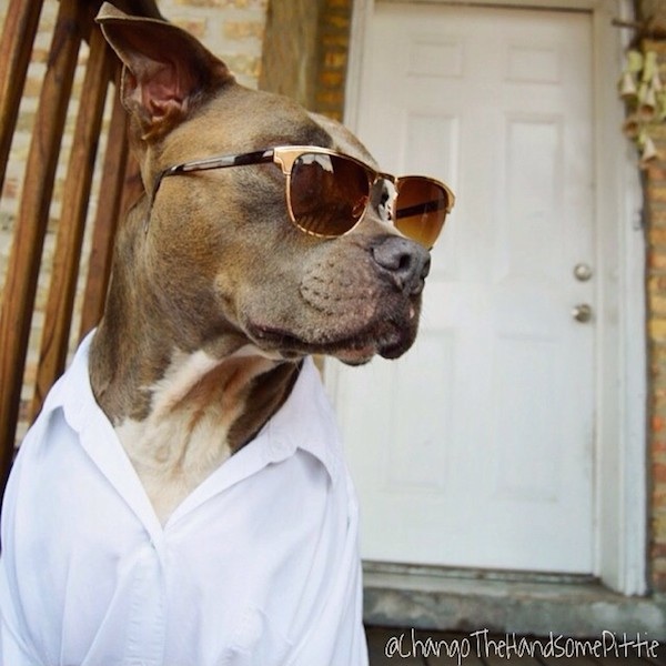 Meet_Chango_The_Swaggiest_And_Most_Handsome_Pit_Bull_On_Instagram_2014_03