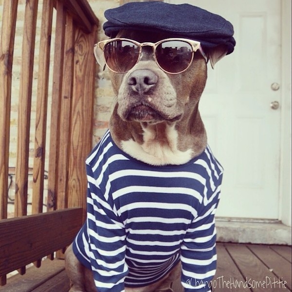 Meet_Chango_The_Swaggiest_And_Most_Handsome_Pit_Bull_On_Instagram_2014_04
