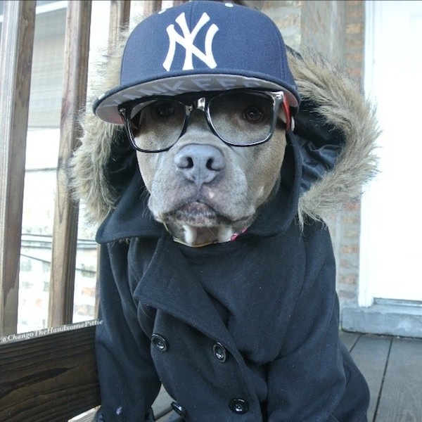 Meet_Chango_The_Swaggiest_And_Most_Handsome_Pit_Bull_On_Instagram_2014_05