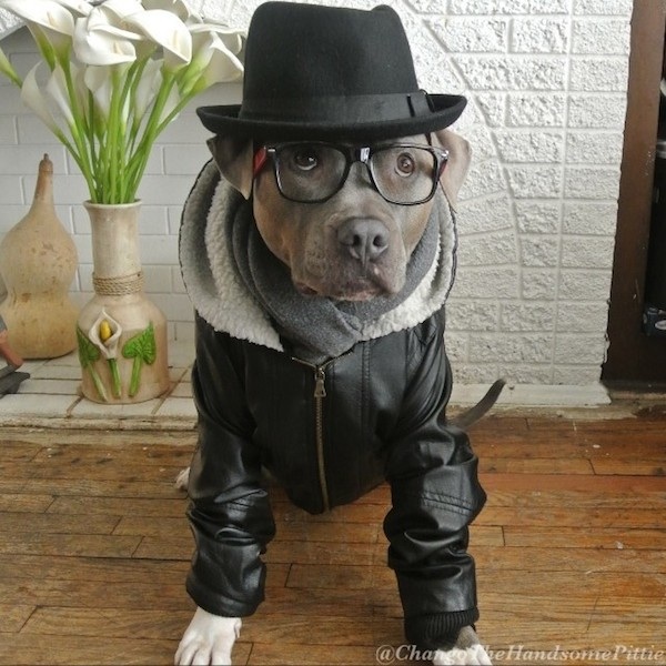 Meet_Chango_The_Swaggiest_And_Most_Handsome_Pit_Bull_On_Instagram_2014_08