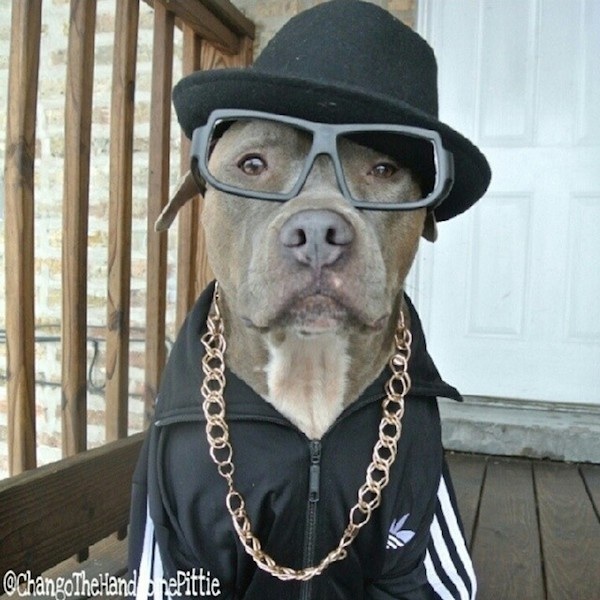 Meet_Chango_The_Swaggiest_And_Most_Handsome_Pit_Bull_On_Instagram_2014_11