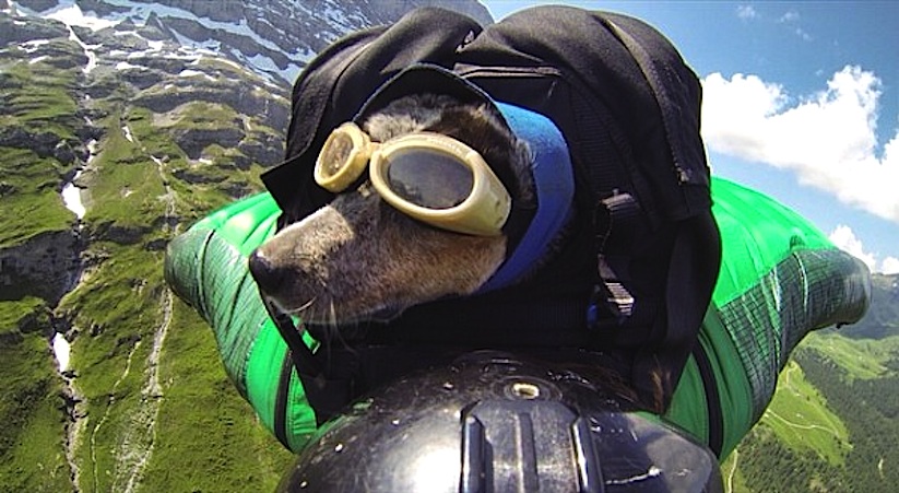 When_Dogs_Fly_Worlds_First_Wingsuit_BASE_Jumping_Dog_2014_01