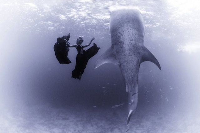 kristian-schmidt-underwater-photography-shark-whale-chicquero-09