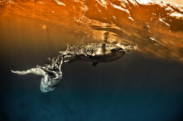 kristian-schmidt-underwater-photography-shark-whale-chicquero-10