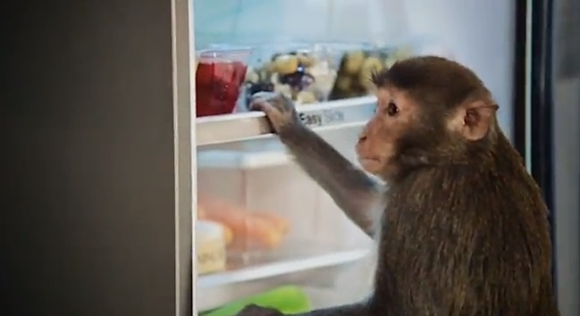 samsung_monkey_thieves_01
