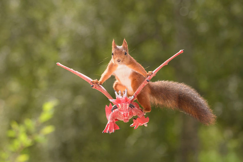 geert weggen eichhörnchen перевод