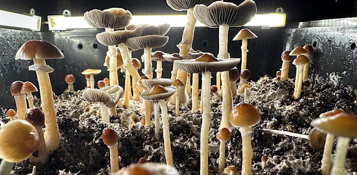 Wissenschaft Psilocybin