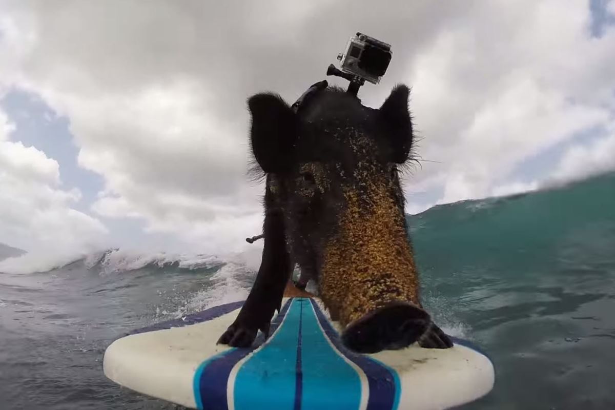 Best of Surfing Animals (5 Clips – Video Compilation)